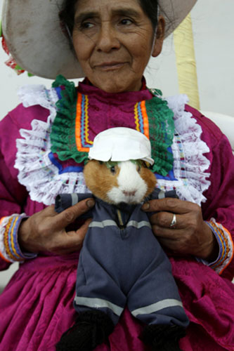 Peru guinea pig festival