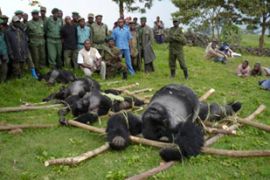 Gorillas killed by poachers bush meat