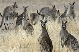 australian kangaroos