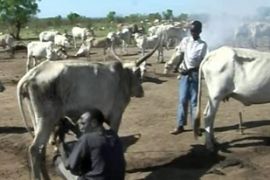 sudan cattle cows fighting aja grab