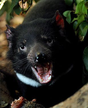 australia tasmanian devil - 309xfree
