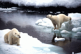 Polar bears Alaska for Arctic feature