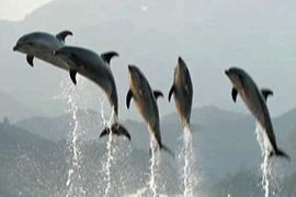 Japan dolphins