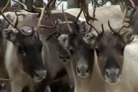 Witness - The Last of the Reindeer Herders