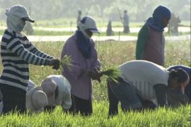 Asian farmers