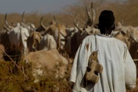 South Sudanese Dinka tribesman with cattle