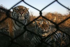 china siberian tigers farm-bred