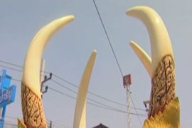 Thailand ivory tusks trade