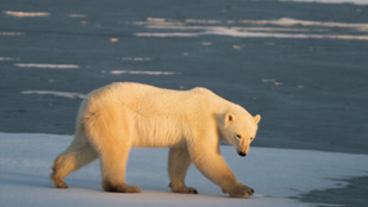 Mother and one-year-old son killed in rare polar bear attack | Wildlife  News | Al Jazeera