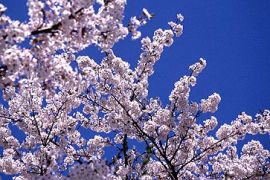 japan cherry blossom divya gopalan pkg