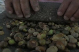 maya nuts