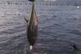 bluefin tuna pkg