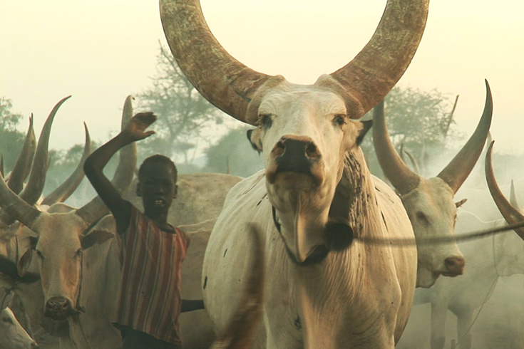 sudan cattle raiding - 735x490