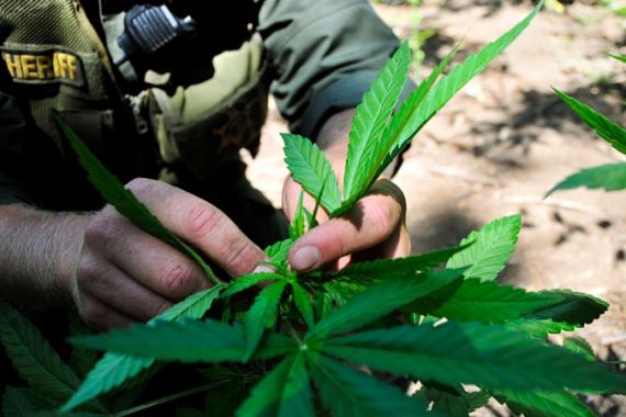 Sheriff inspects marijuana plant