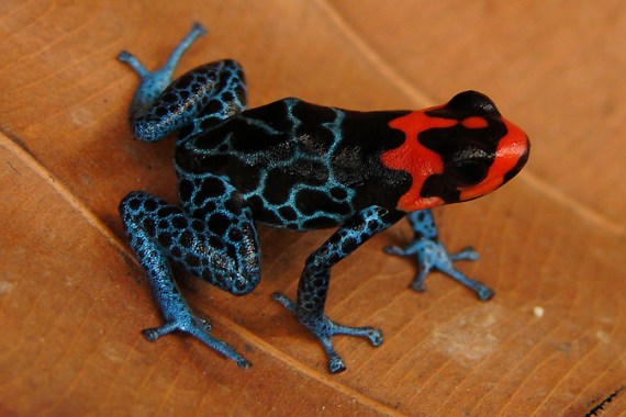 Ranitomeya amazonica frog
