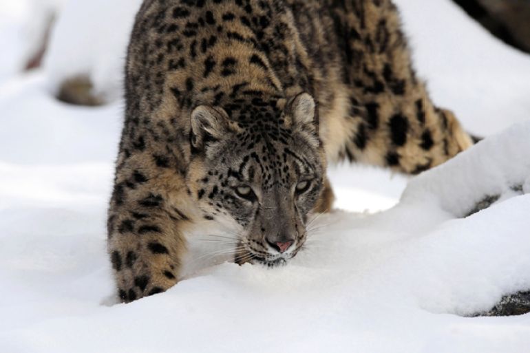 A Snow Leopard walks in the snow