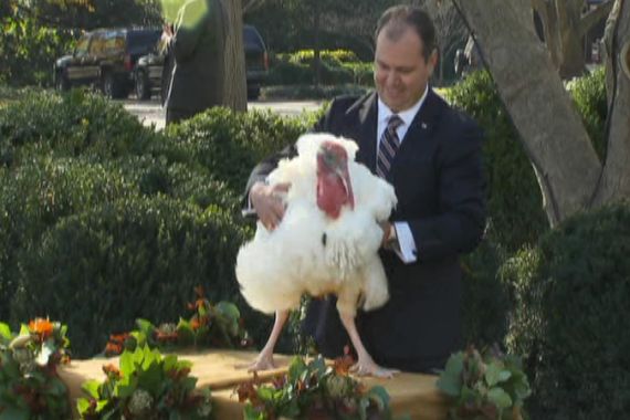 white house turkey
