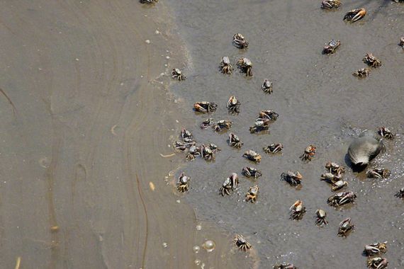 Gulf oil spill marine life