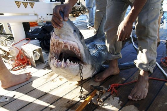 Egypt shark attack in Sharm el-Sheikh