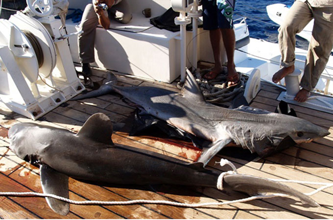 serbian tourist killed shark in egypt