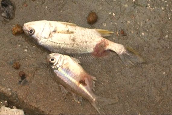 Fish disease caused by Sri Lanka flood waters