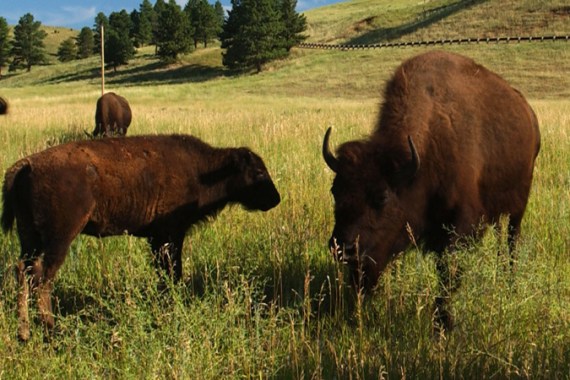Bison roam the Black Hills of South Dakota - goes with Kavitha''s piece