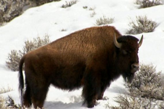 Bison, buffalo