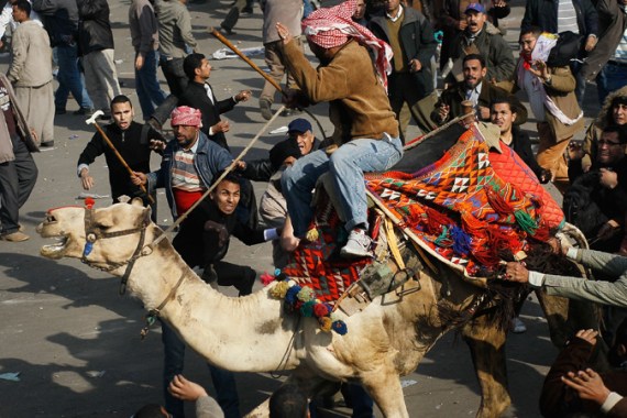 Camel riders during Tahrir Square protest in Cairo