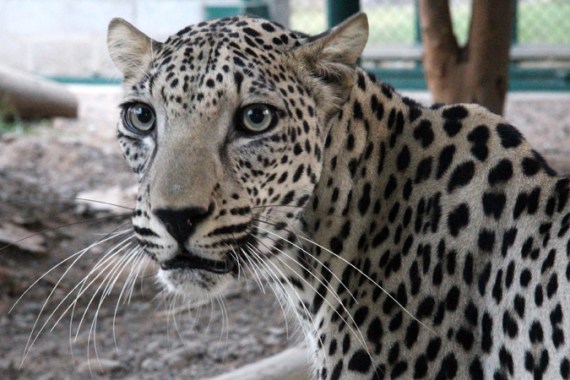 Sharjah. UAE. A captive Arabian leopard at the Sharjah Wildlife Centre. Kevin Rushby - [Saving the leopard] - Witness