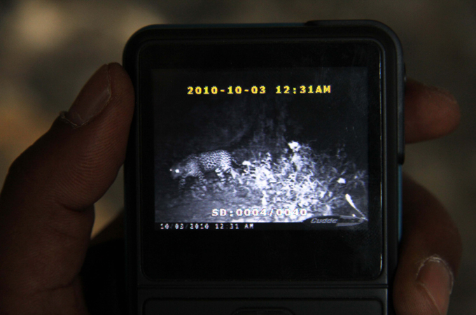 Oman. Leopard caught on trail camera at night. Kevin Rushby - Saving the leopard - Witness