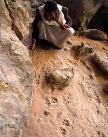 Oman. Dhofari Mountains. Team member Ibrahim al Wada''i from Yemen inspects leopard tracks in a cave. Kevin Rushby 354x450 pixels - Saving the leopard - Witness