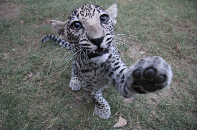 yemen-oman-dubai-nov2010 484 - saving the leopard - witness