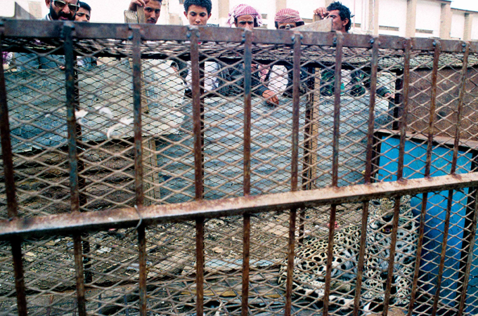 Yemen. Sana''a. Onlookers watch an arabian leopard in Tahrir Square. April 1994. Kevin Rushby - saving the leopard - witness