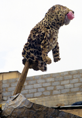 Yemen. Sana''a. Arabian leopard cub dead. Tahrir Square. April 1994. c.Kevin Rushby 325x450 pixels - saving the leopard - witness