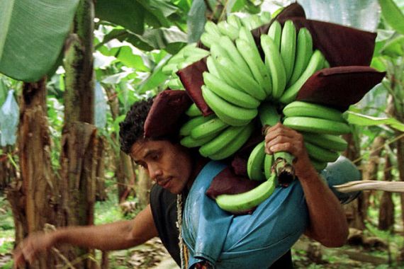 Worker carries stalk of harvested bananas on Chiquita Brands plantation, Siquirres, Costa Rica - goes with Jim Lobe article