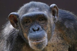AIDS vaccine works in monkeys