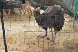 Smuggled wildlife animals ostrich