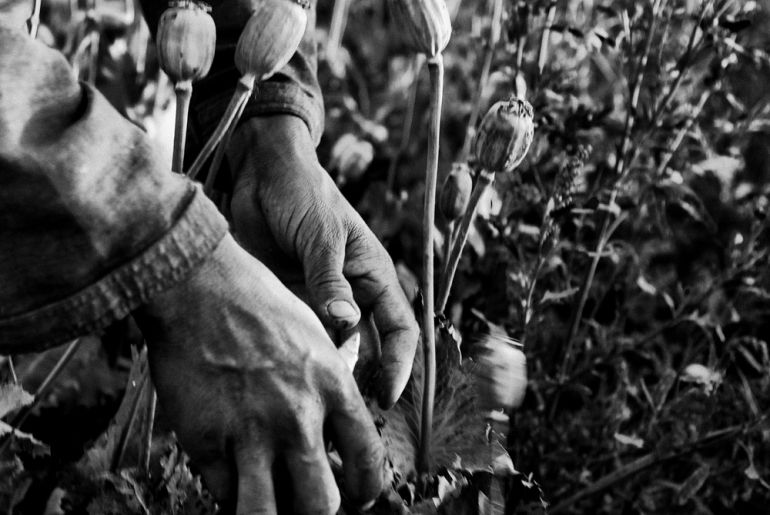 Afghans harvest opium