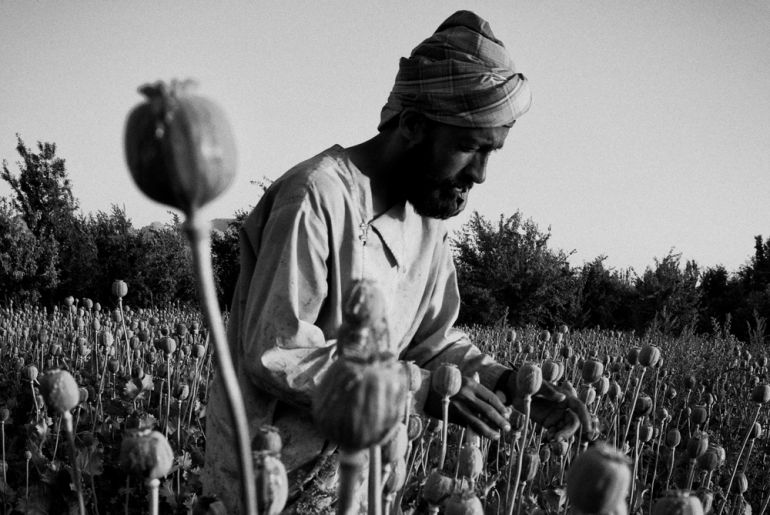 Afghans harvest opium