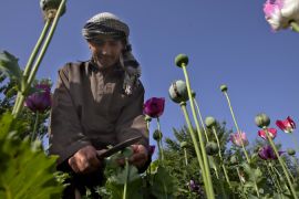 Poppy cultivation