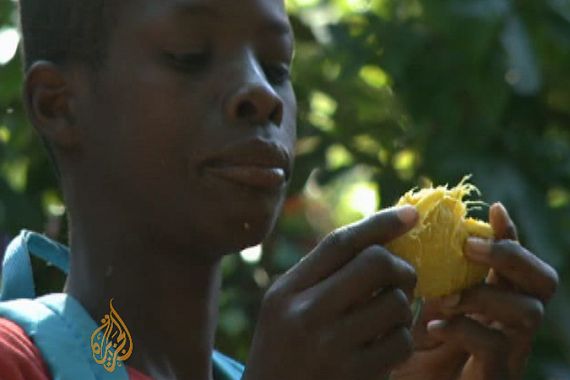 Haiti Mango