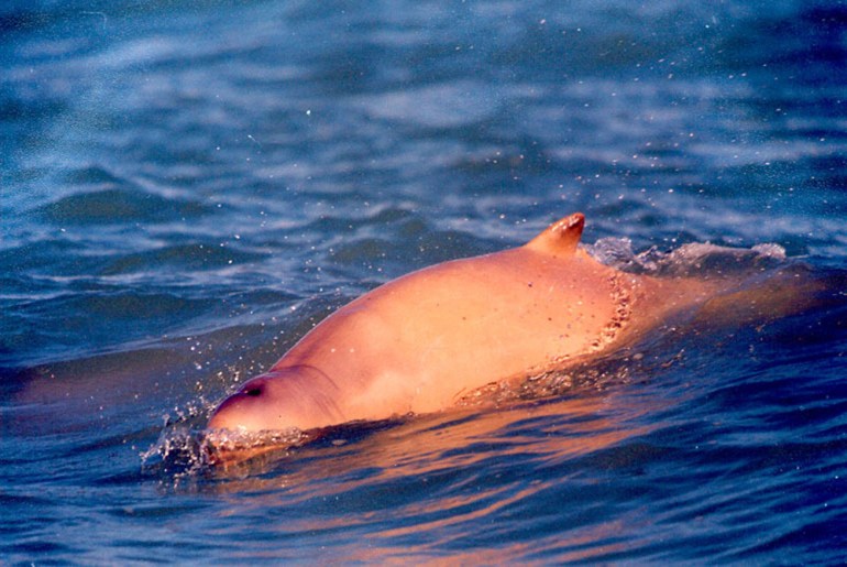 Orcaella heinsohni dolphin