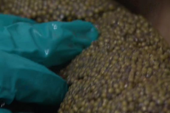 rare caviar revived in canada