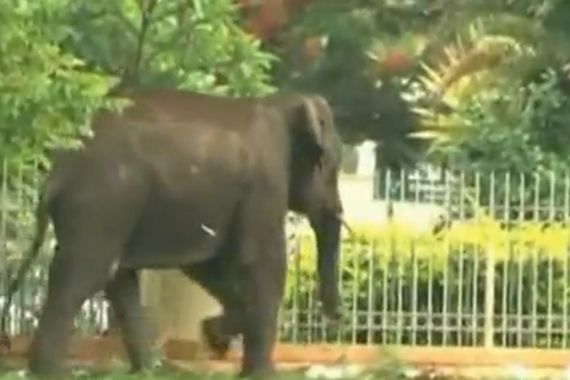 Elephant India