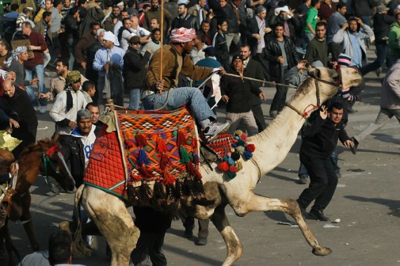 camel incident attack in tahrir square, feb 2