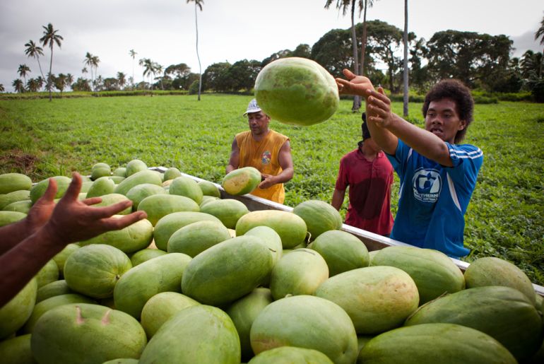 Watermelon pickers, for 101 East - An ocean divide