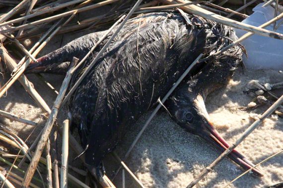 dead bird in gulf of mexico