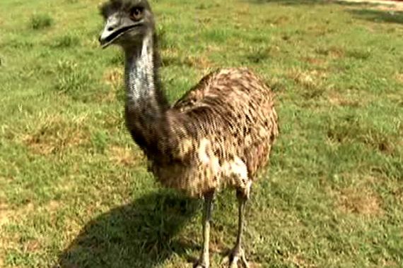 Emu farming spells big profits in India | Business and Economy | Al Jazeera