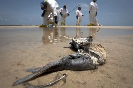 BP Deepwater Horizon oil spill