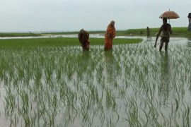 India Bangladesh Teesta river water rice farm
